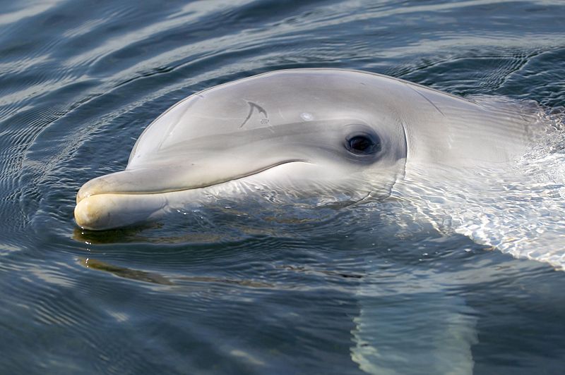 dolfijn Spetter
