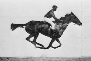 Eadweard Muybridge, racehorse (animated)