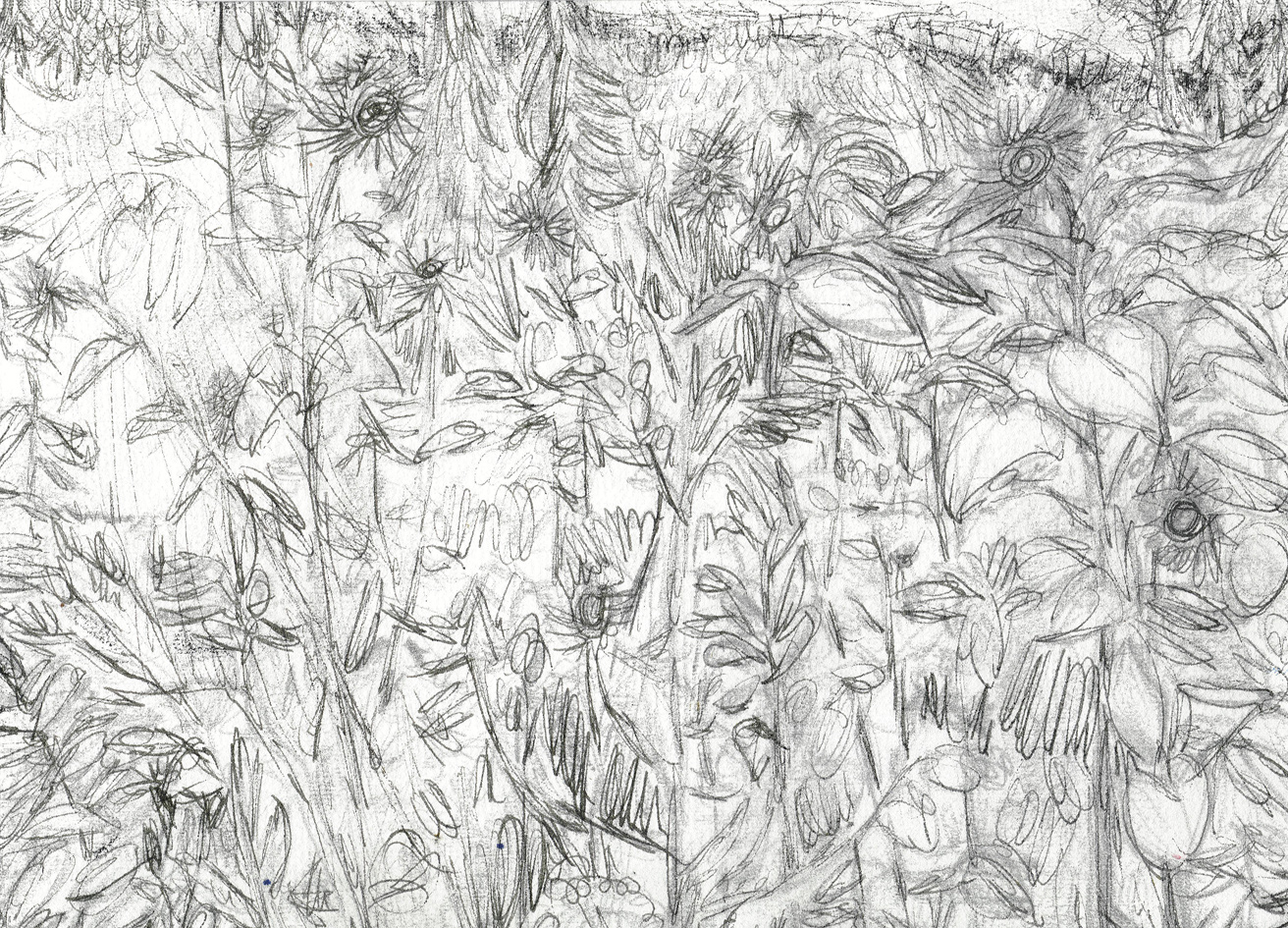zonnebloemen in beek (tekening van franka waaldijk)
